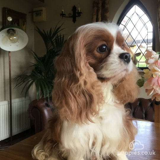 Cavalier King Charles Spaniel