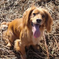 Cocker Spaniel (Working &amp; Show)
