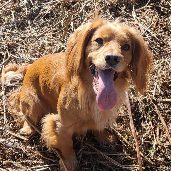 Cocker Spaniel (Working &amp; Show)