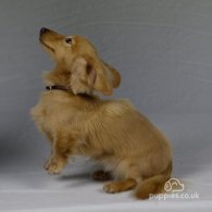 Dachshund (Standard & Miniature) - Dogs