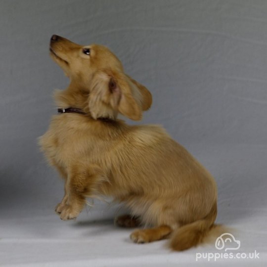 Dachshund (Standard &amp; Miniature) - Dogs