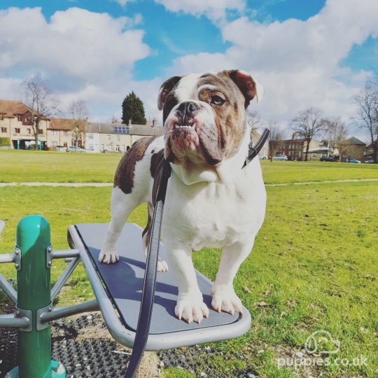 Dorset Olde Tyme Bulldogge - Dogs