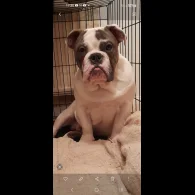Dorset Olde Tyme Bulldogge - Dogs