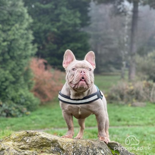 French Bulldog