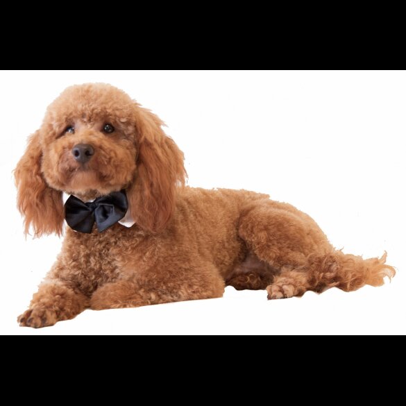Toy Poodle