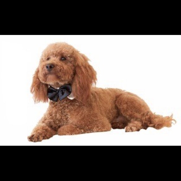 Toy Poodle