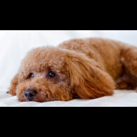 Toy Poodle