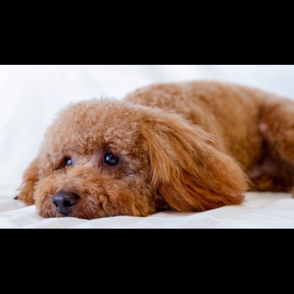 Toy Poodle