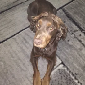 Cocker Spaniel (Working &amp; Show)