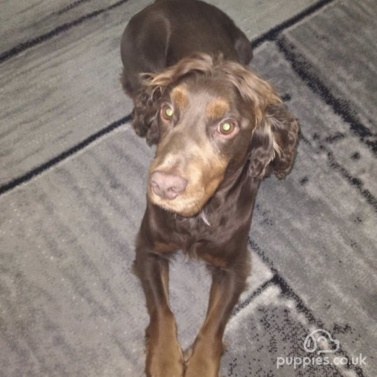 Cocker Spaniel (Working &amp; Show)