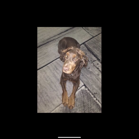 Cocker Spaniel (Working &amp; Show)