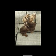 Cocker Spaniel (Working &amp; Show)
