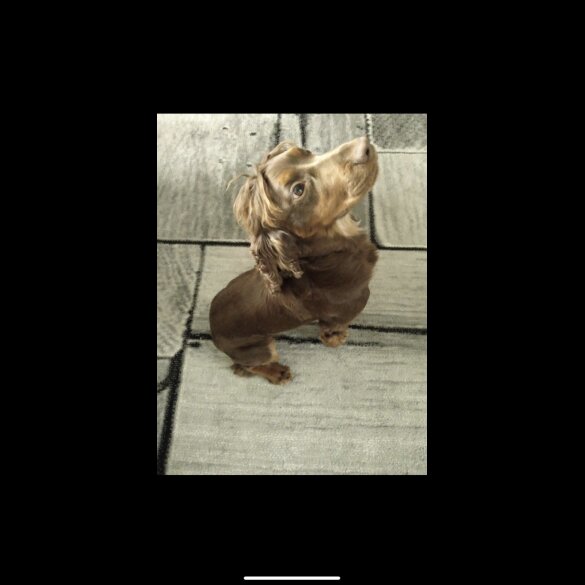 Cocker Spaniel (Working &amp; Show)