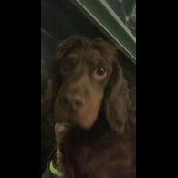 Cocker Spaniel (Working &amp; Show)