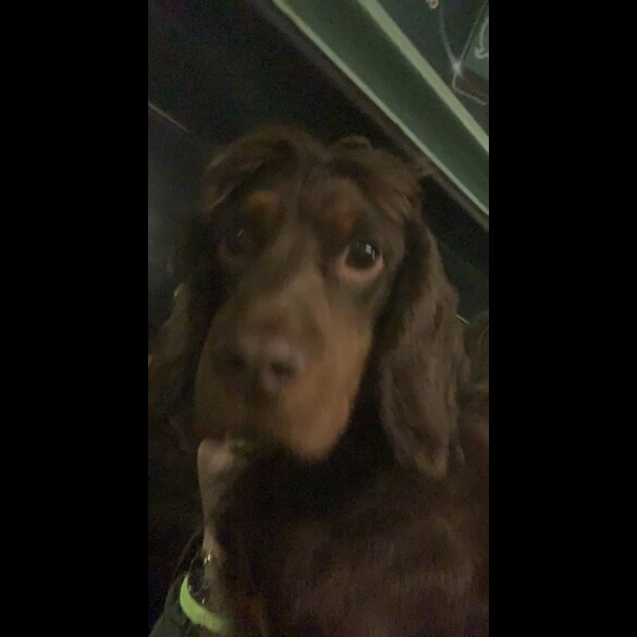 Cocker Spaniel (Working &amp; Show)
