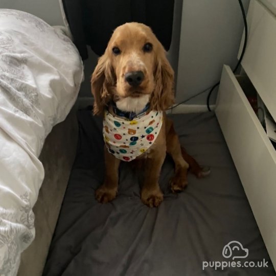 Cocker Spaniel (Working &amp; Show)