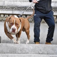 American Bulldog