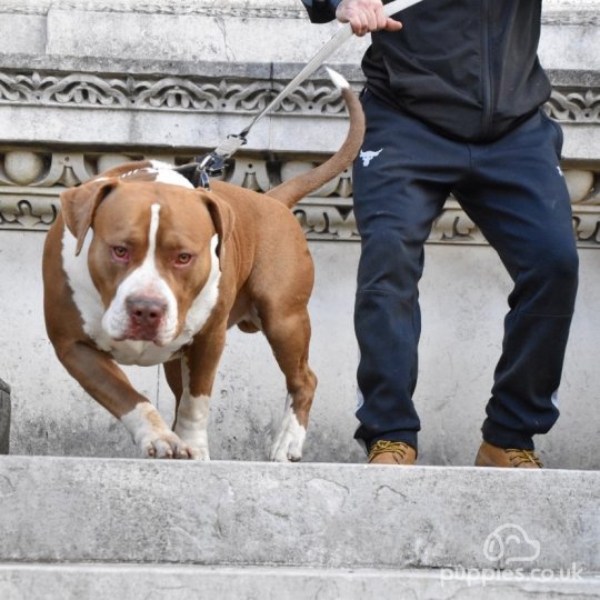 American Bulldog
