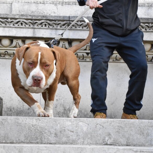 American Bulldog