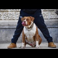 American Bulldog