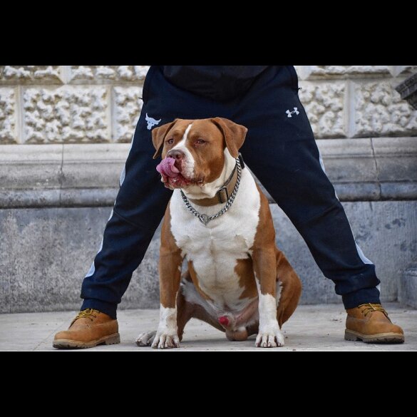American Bulldog