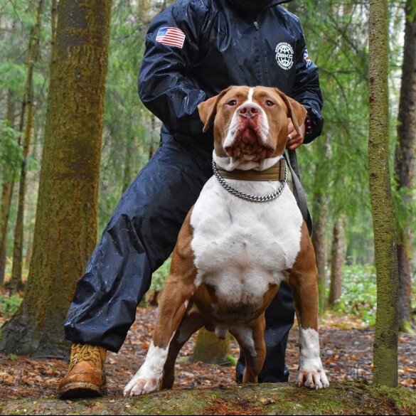 American Bulldog