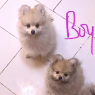 Pomeranian - Dogs