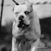 Alapaha Blue Blood Bulldog