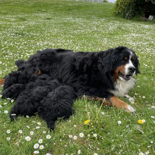 Bernese Mountain Dog - Both