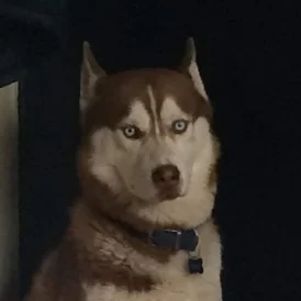 Siberian Husky