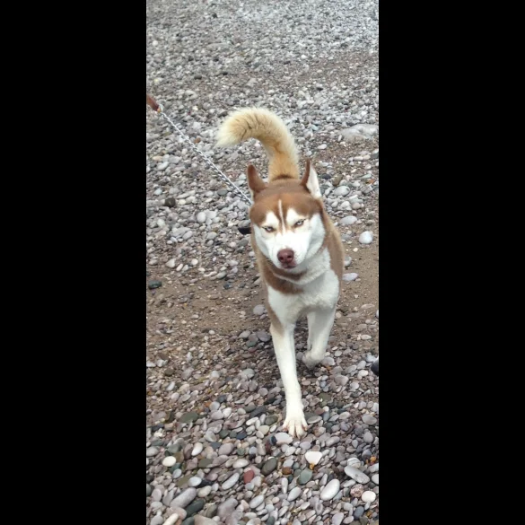 Siberian Husky