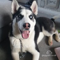 Siberian Husky