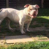 American Bulldog