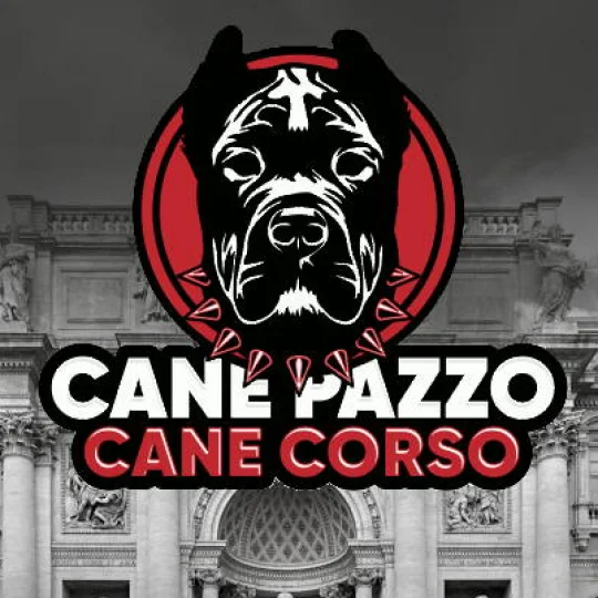 Cane Corso - Dogs
