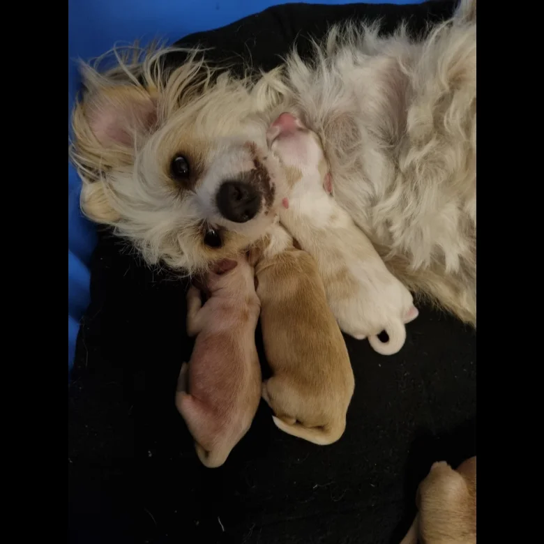Chinese Crested - Bitches