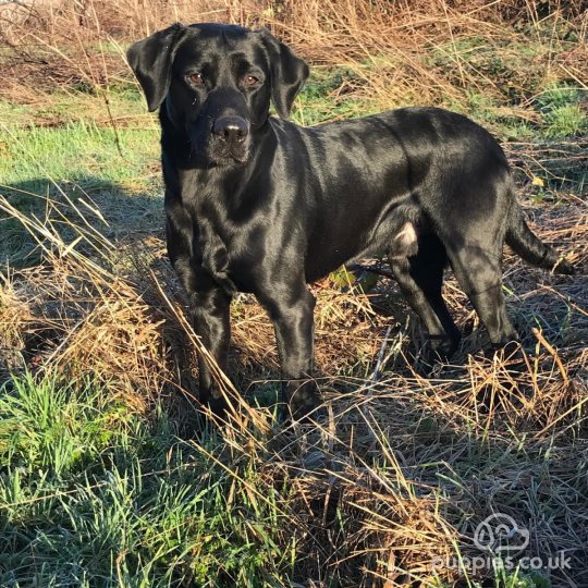 Labrador Retriever