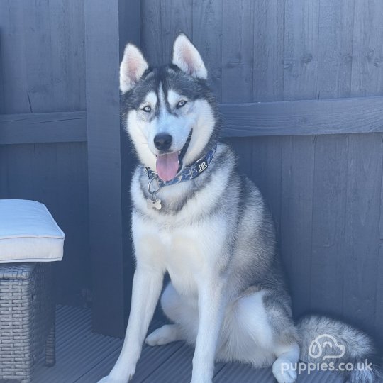 Siberian Husky