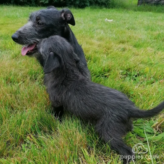 Bedlington Terrier - Both