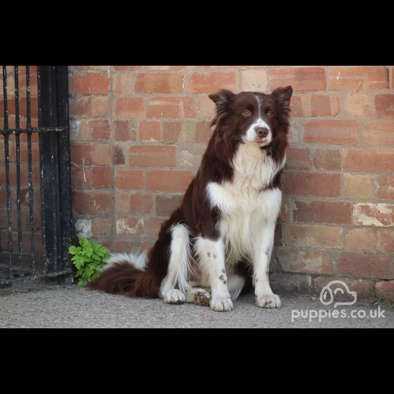 Border Collie - Dogs