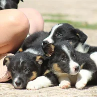 Border Collie - Dogs