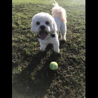 Cavachon