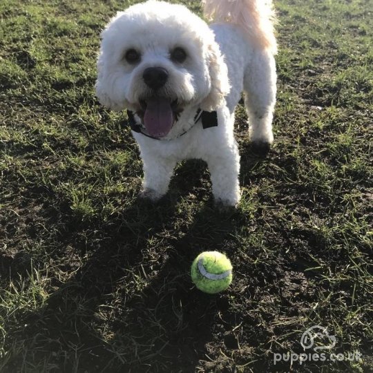 Cavachon