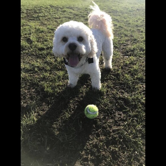 Cavachon