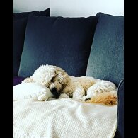 Cavachon