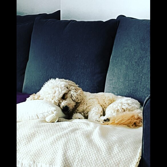 Cavachon
