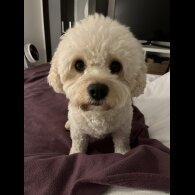 Cavachon