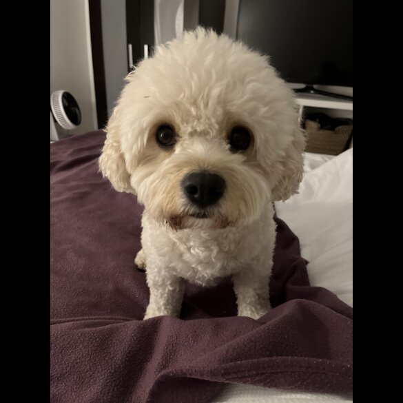 Cavachon