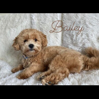 Maltipoo