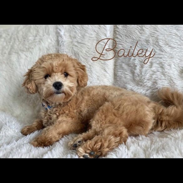 Maltipoo