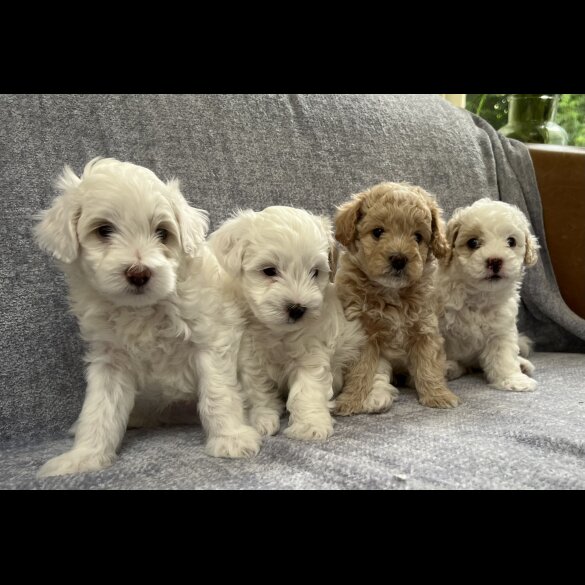 Maltipoo
